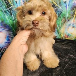 Havanese puppies from Oregon Valley Doodles