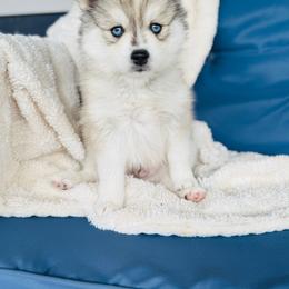 Donald - Silver and white male Pomsky puppy in Yavapai County, Arizona from Pawsh Pomskies