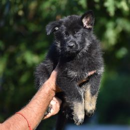 Red - Bi-color male German Shepherd puppy in Cherryville, North Carolina from Masky Kennel