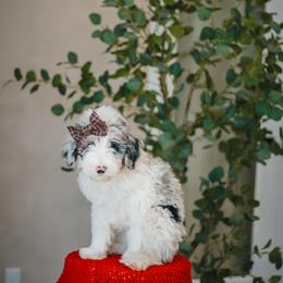 Bernedoodle, Goldendoodle, and Sheepadoodle Puppies from High Desert Doodles