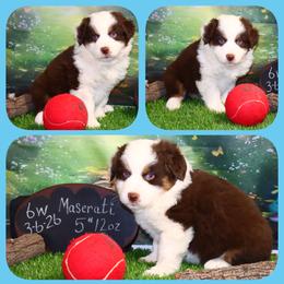Maserati - Red tri male Toy Australian Shepherd puppy in Levelland, Texas from Once Upon a Time Aussies
