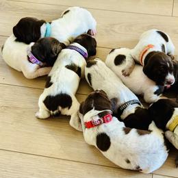 German Shorthaired Pointer Puppies from Miracles Happen Farm