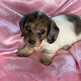 Melissa - Piebald female Dachshund puppy in Lake City, Florida from My Ditzy Doxies of Florida