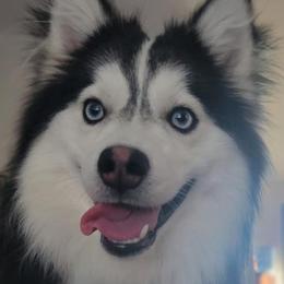 Sylas - Pomsky