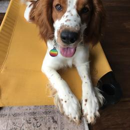 Piper - Red and white female Welsh Springer Spaniel puppy in Summerville, South Carolina from Xanadu