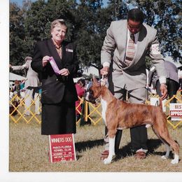 Max - Boxer