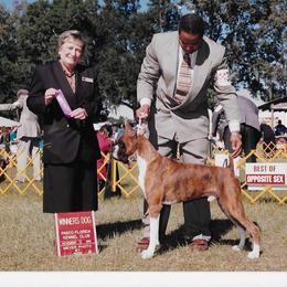 Max - Boxer