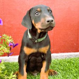 Forest - Black and rust male Doberman Pinscher puppy in Orcutt, California from Solomon Creek K9