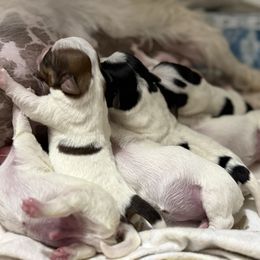 Russell Terrier puppies from Elite Genetics