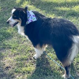 Australian Shepherd All Grown Up from Oak Tree Aussie Farms