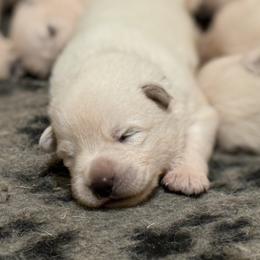ScenicCreek Solarius - White male Berger Blanc Suisse puppy in Bexar County, Texas from Scenic Creek German Shepherds and White Swiss Shepherds