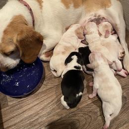 Beagle Puppies from Hales Little Beagle Haven
