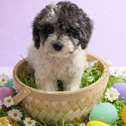 Belle - Merle female Cockapoo puppy in Crosby, Texas from Painted Rose Poodles and Doodles