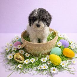 Belle - Merle female Cockapoo puppy in Crosby, Texas from Painted Rose Poodles and Doodles