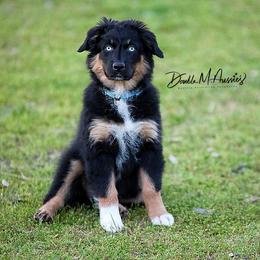 Breeze - Black tri-color female Australian Shepherd puppy in Olivehurst, California from Double M Aussies