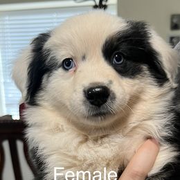 Beth-Light Pink - Black Australian Shepherd puppy in Guthrie, Oklahoma from Robertson’s Aussies