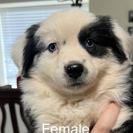 Beth-Light Pink - Black Australian Shepherd puppy in Guthrie, Oklahoma from Robertson’s Aussies
