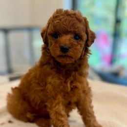 Grace - Red  female Poodle puppy in Salem, Oregon from Lavish Poodles