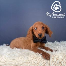 Quest - Red  male Goldendoodle puppy in Utah County, Utah from Big Hearted Breeders