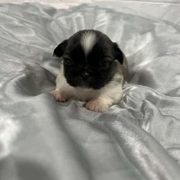 Oakley - Black and tan male Pekingese puppy in Brown City, Michigan from Sweet Pekes
