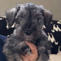 Georgie - Black and silver male Miniature Schnauzer puppy in Akeley, Minnesota from Great Northern Schnauzers