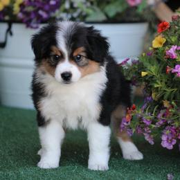 Boy 2 - Black tri male Miniature Australian Shepherd puppy in Circleville, Utah from Canyon Creek Aussies