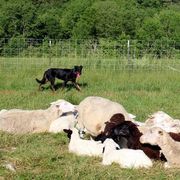 Beaucerons from Jalbert Beaucerons