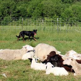 Beaucerons from Jalbert Beaucerons
