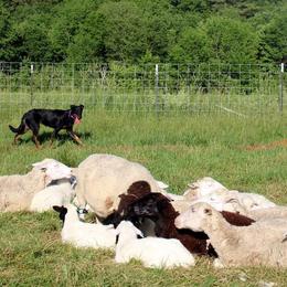 Beaucerons from Jalbert Beaucerons