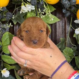 Sharai - Red  female Goldendoodle puppy in Enumclaw, Washington from Owen-a-Doodle