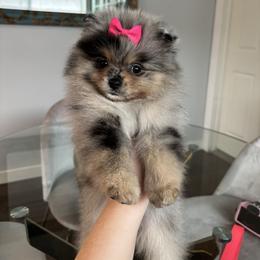 Pomeranian Puppies from Eelan’s Poms