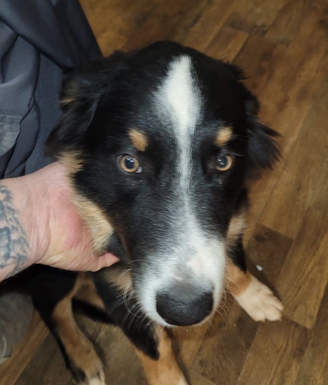 Lonestar - Australian Shepherd