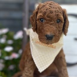 Yellow Collar Girl - Goldendoodle puppy in Los Alamitos, California from Given Doodles