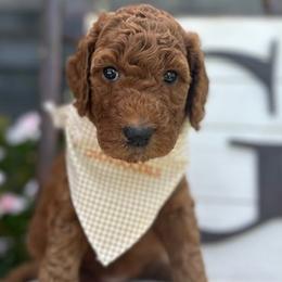 Yellow Collar Girl - Goldendoodle puppy in Los Alamitos, California from Given Doodles