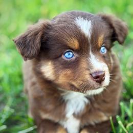 Dan - Red tri-color male Miniature American Shepherd puppy in Smithville, Arkansas from Cooper Creek Aussies
