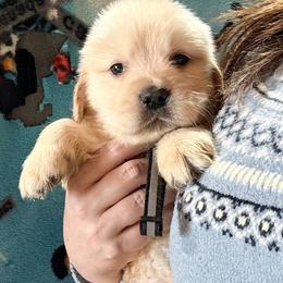 Black Stripe Collar Boy - Golden male Golden Retriever puppy in Garrison, Montana from Mattiaci Goldens