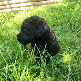 Rose - Black and white female Bernedoodle puppy in Columbia, Missouri from Silver Creek Pups