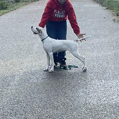 Pointer Puppies from Prosperity Pointers