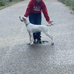 Pointer Puppies from Prosperity Pointers