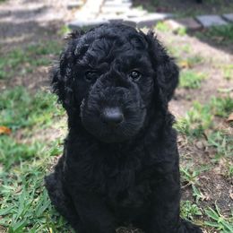 Goldendoodle and Bearded Retriever Puppies from Emma Lee Doodles