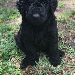 Goldendoodle and Bearded Retriever Puppies from Emma Lee Doodles