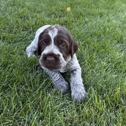 Wirehaired Pointing Griffon puppies from Salt City Farm