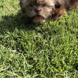 Mochi - Chocolate male Shih Tzu puppy in Madera Acres, California from Imperial Paws by K&M