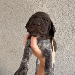 Red boy - Liver and white male German Shorthaired Pointer puppy in Roseville, California from Valley Pointers