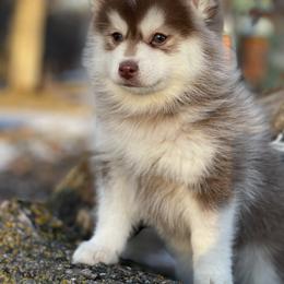 Pomsky Puppies from Ritzy Puppies
