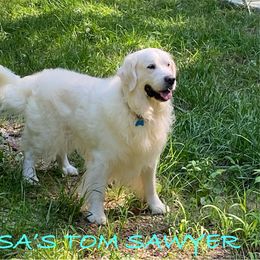 Tommy - Golden Retriever