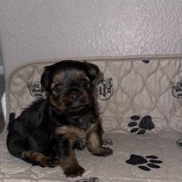 Mulan - Black and tan female Yorkshire Terrier puppy in Rio Rancho, New Mexico from Rio Grande Yorkies