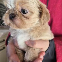 Cream boy - Cream and white male Shih Tzu puppy in Green Valley Lake, California from All American Shih Tzu Puppies