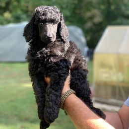 Poodle Puppies from Speeds Creek Kennels