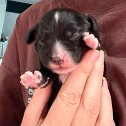 Boy 2 - Black male Goldendoodle puppy in Knoxville, Tennessee from Graystone Doodles